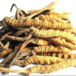 冬蟲夏草有什么用途 冬蟲夏草主治陽(yáng)痿遺精腰膝酸痛等