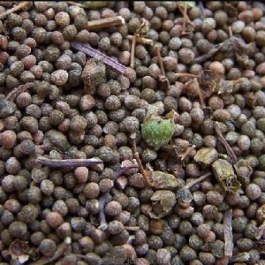 中藥紫蘇子有降氣消痰平喘潤腸作用