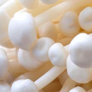 金針菇有保護(hù)肝臟作用 吃金針菇好處一覽