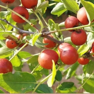 中藥酸棗仁陽(yáng)新安神 酸棗仁價(jià)格一覽