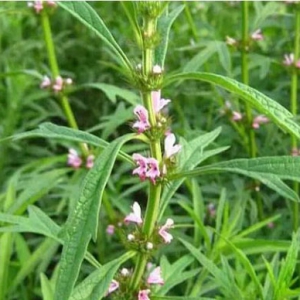 中藥益母草治療月經(jīng)失調(diào) 益母草價格一覽