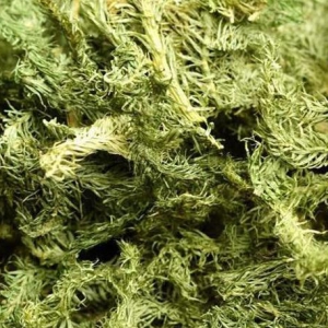 伸筋草用于關(guān)節(jié)酸痛屈伸不利 伸筋草價格一覽
