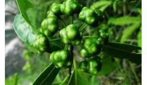補腎陽 強筋骨-巴戟天是乾隆的長壽秘方
