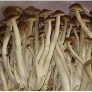 茶樹菇多糖可以幫助減少炎癥因子釋放延緩大腦衰老、防癌